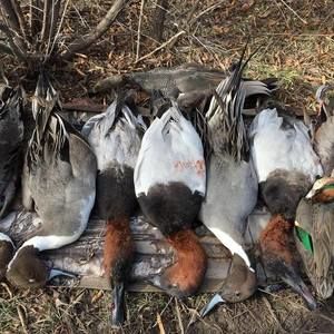 Meet your Posher, Nathan